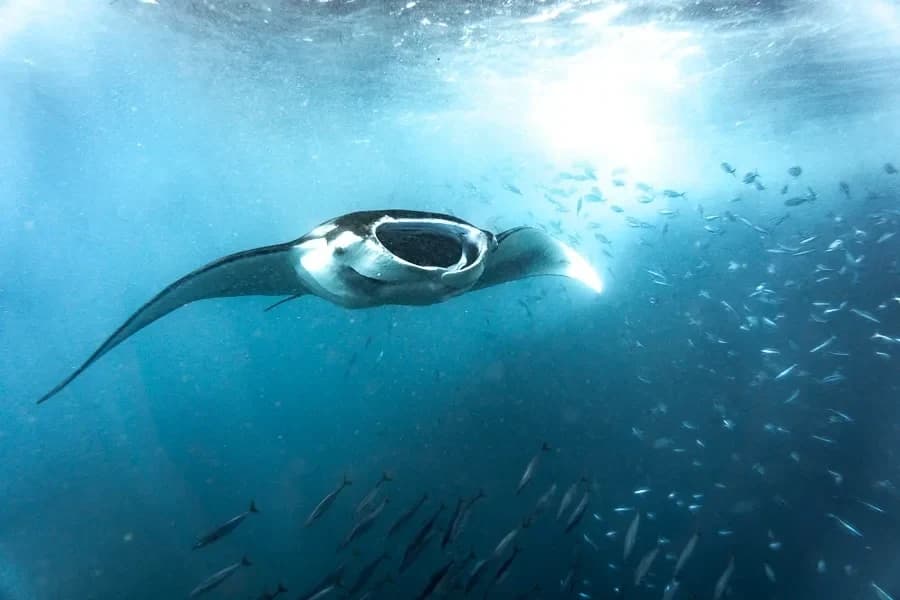 Nusa Penida Day Tour - Snorkeling and west land